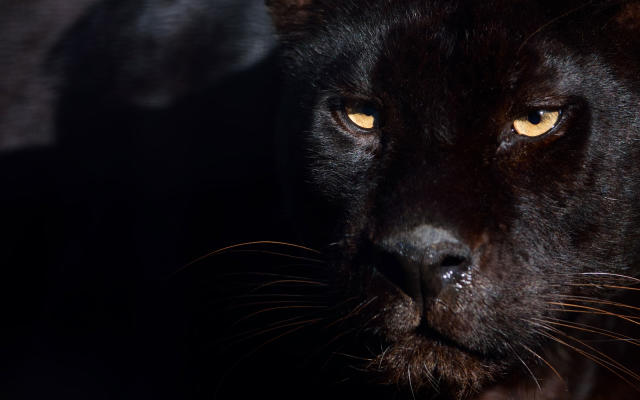 Rare black panther photographed in the African wilderness