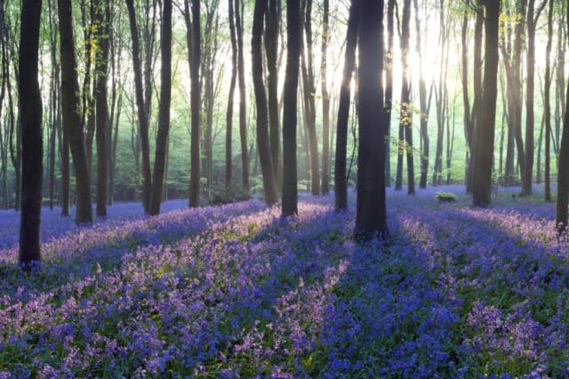 Beautiful bluebell woods in England