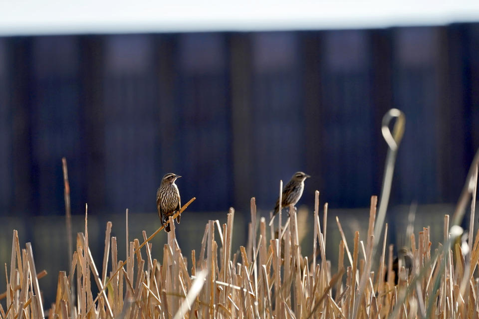 Birds sit in a marsh area as the newly erected border wall cuts through the San Bernardino National Wildlife Refuge, Tuesday, Dec. 8, 2020, in Douglas, Ariz. Construction of the border wall, mostly in government owned wildlife refuges and Indigenous territory, has led to environmental damage and the scarring of unique desert and mountain landscapes that conservationists fear could be irreversible. (AP Photo/Matt York)