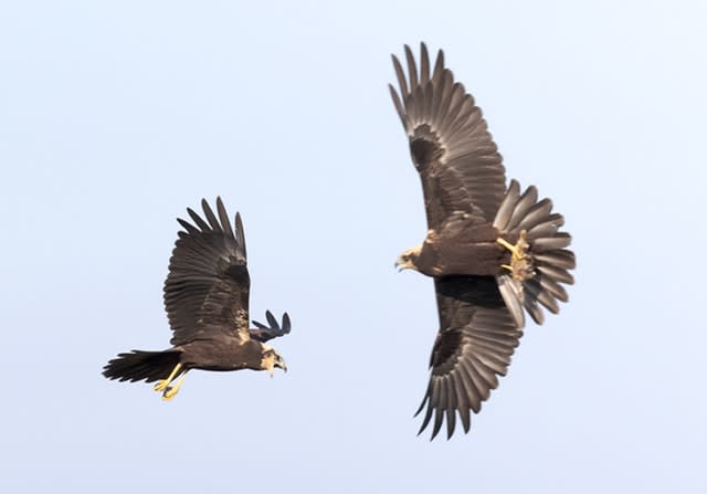 Two juvenile marsh harriers