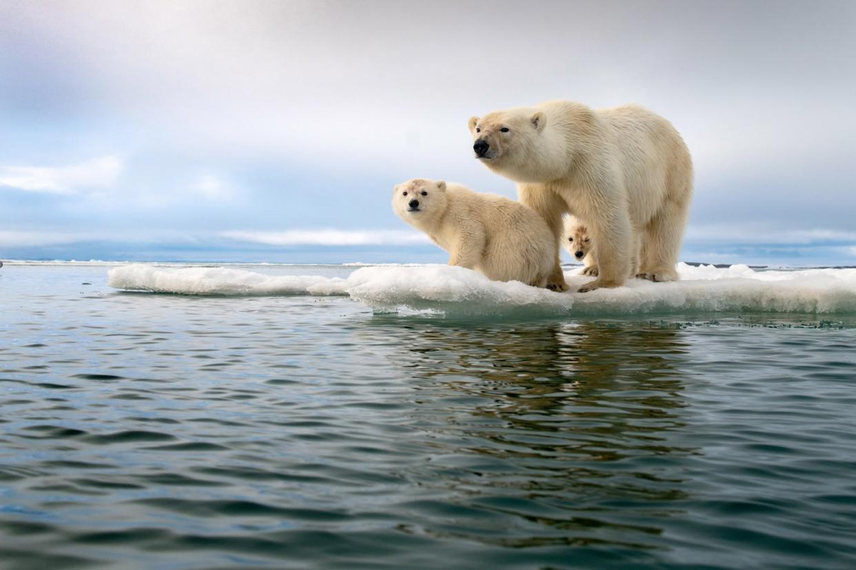 One of the winning entries in this year's awards, taken in Svalbard, Norway: Roie Galitz/Travel Photographer of the Year