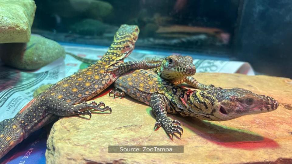 For the first time ever, ZooTampa at Lowry Park hatched endangered Komodo dragons.