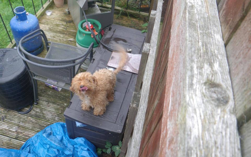 Honey the dog who was left in a house for two weeks while it's owners were away - Credit: SWNS