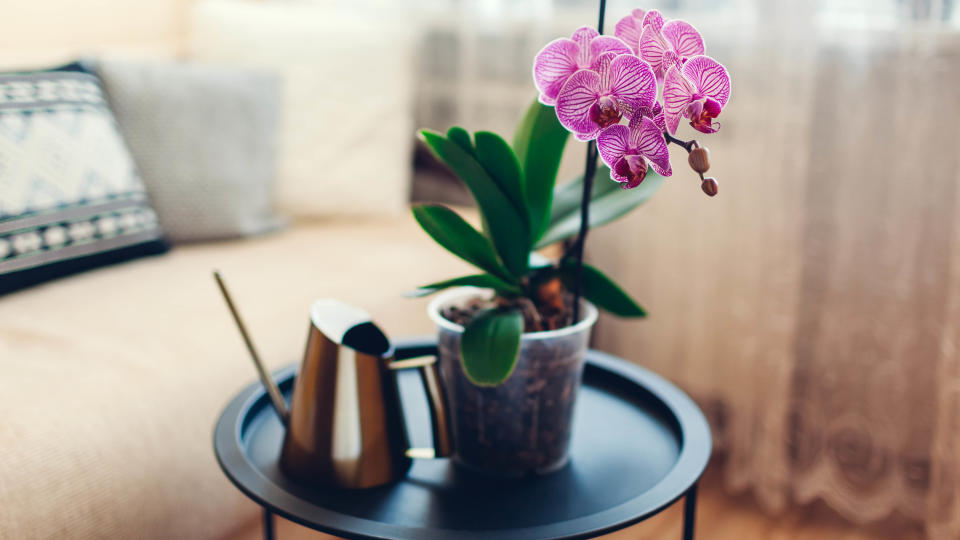 An orchid sitting on a table in a living room next to a watering can