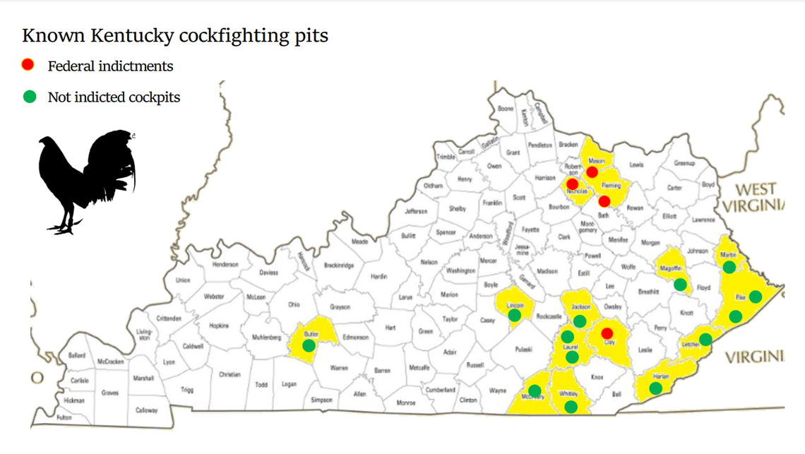 A map shows cockfighting pits documented by Showing Animals Respect and Kindness. The group uses drones to capture footage or conducts undercover stings.