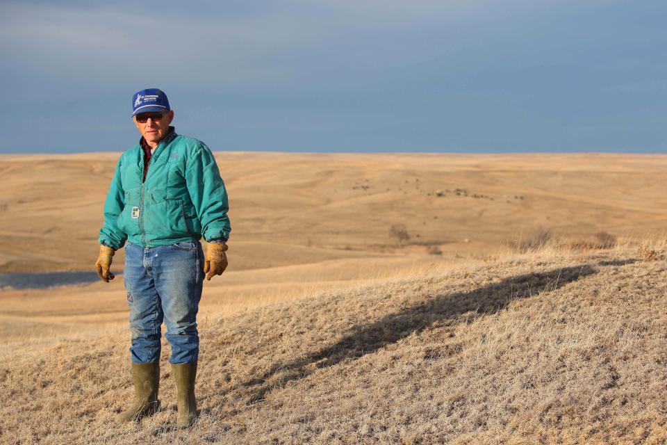 In this March 17, 2014 rancher Chuck O'Connor stands in a pasture near Philip, in western South Dakota. O'Connor lost 45 of his 600 cows and 50 of his 600 calves in the intense two-day storm last fall which first brought rain and then dumped up to 4 feet of snow. He brought in about 200 replacement females to rebuild his herd. (AP Photo/Toby Brusseau)