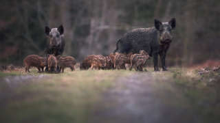 Extinct for 300 years in England, the wild boar is making a small comeback in isolated patches of woodland, though repeated culls makes them wary customers.