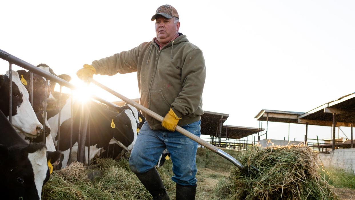 Early morning dairy farmer feeds cows moving alfalfa with pitchfork.