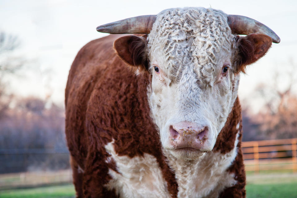 Brown and white Hereford Bull with horns looking at camera, grass on his nose.