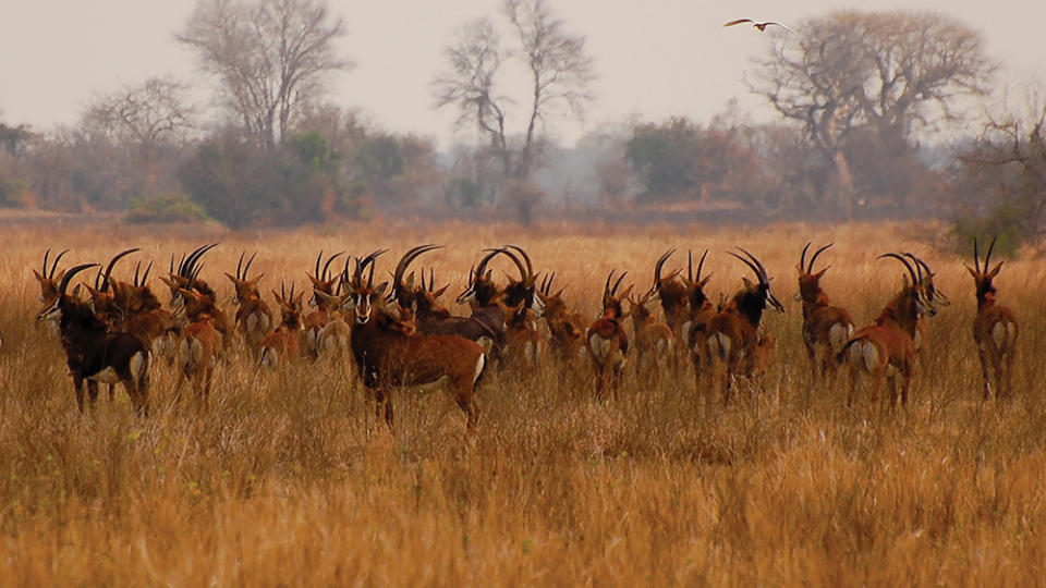 Antelope in African park