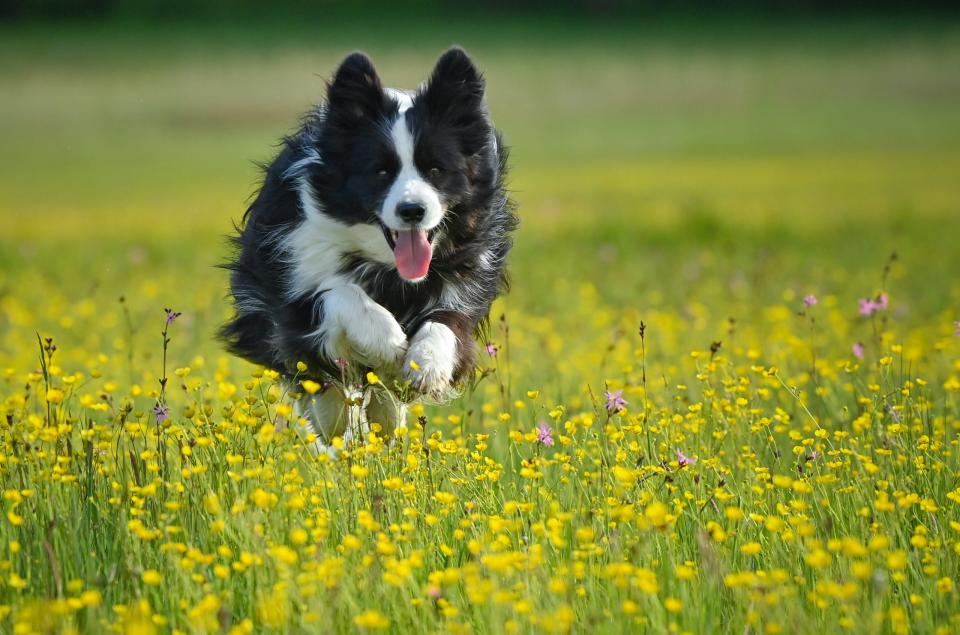 Ein Border Collie springt durch eine Wiese voller gelb blühender Hahnenfuß-Blumen.