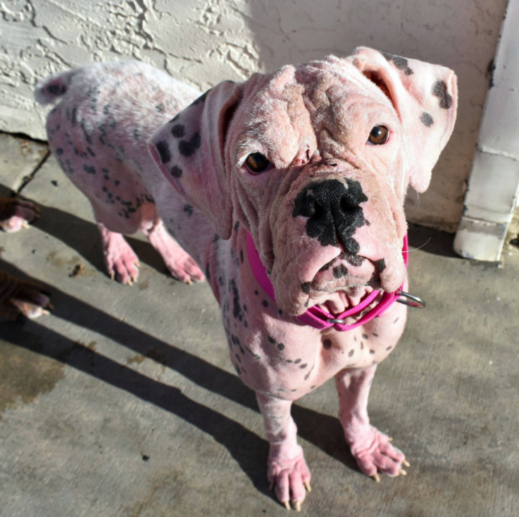 Asia was dumped outside a dog shelter in California (Picture: Caters)