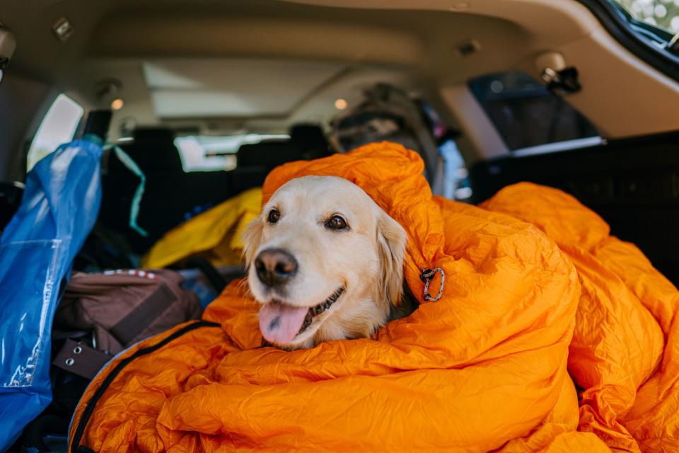 Taking Your Pup Camping? They're Going to Need This Dog-Approved Gear