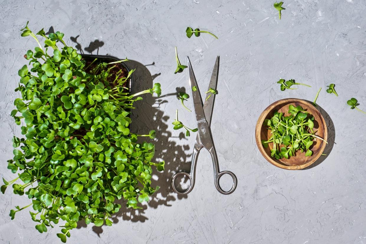 Growing microgreens at home for salad