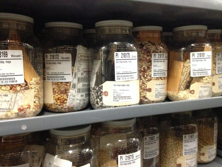 Labelled jars of maize seeds on a shelf.