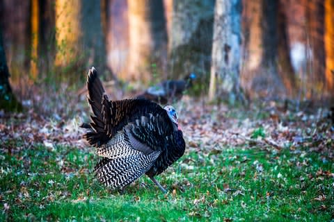 Turkeys are native to North America - Credit: GETTY