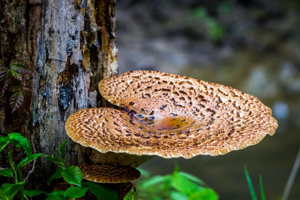 A Dryad's Saddle shelf fungi mushroom growing on a tree trunk in the woods.