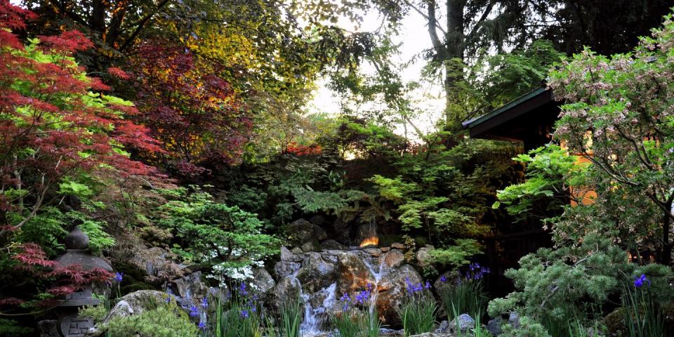 rhs chelsea flower show