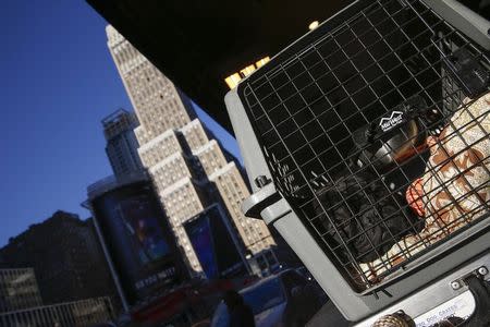 A French Bulldog waits to be taken inside the Hotel Pennsylvania before the upcoming 139th Annual Westminster Kennel Club Dog Show in New York February 13, 2015. REUTERS/Shannon Stapleton