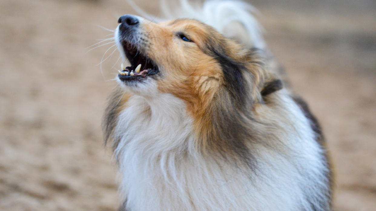 Shetland sheepdog barking close-up