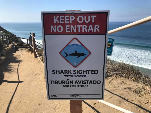Honolulu surfer in serious condition after shark attack - Yahoo Sports