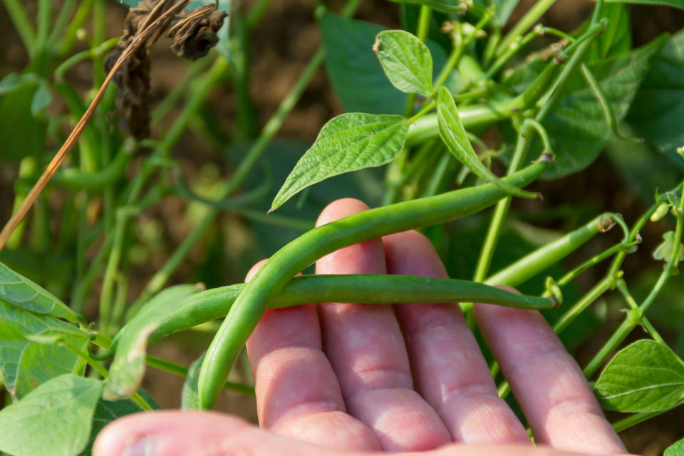 Snap beans, also called green beans or string beans, are fast growers in the summer.  (Photo: frederique wacquier via Getty Images)