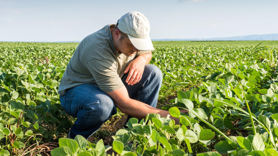 Los biopesticidas son cada vez más demandados por los productores debido a cuestiones ambientales y de salud