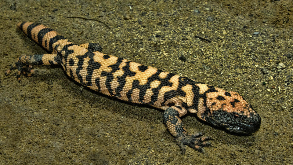 A file photo of a gila monster / Credit: Mark Newman/Getty Images