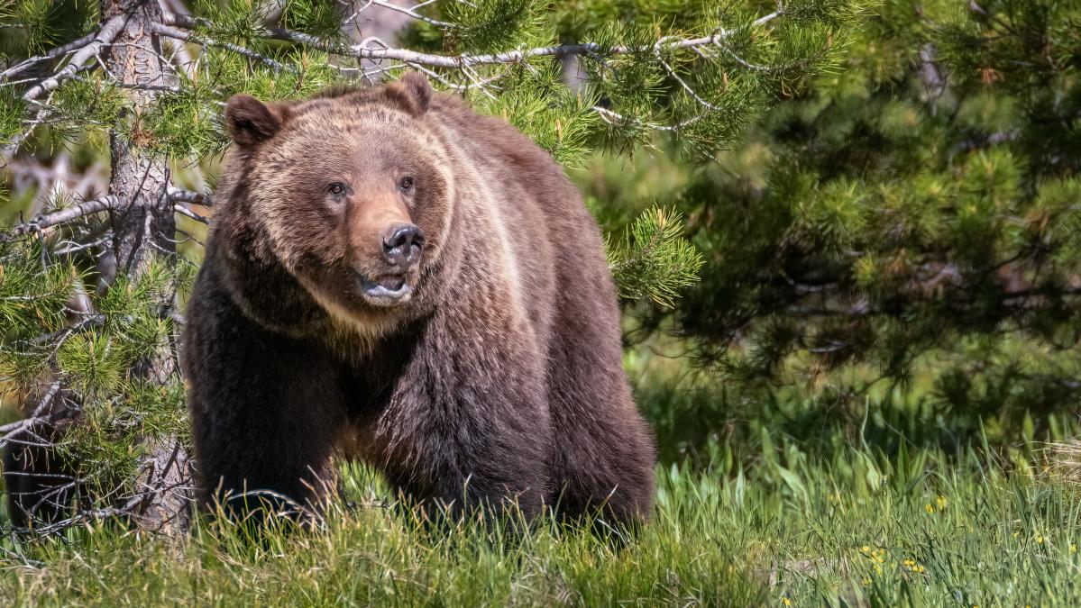 A Bear unfortunately had to be shot last night - livestock in