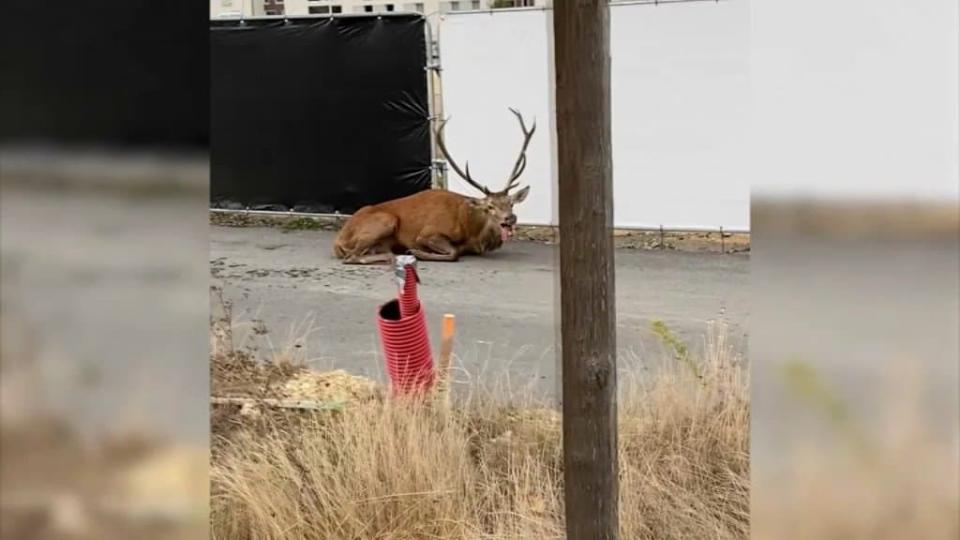 Un cerf épuisé à Compiègne - Capture BFMTV