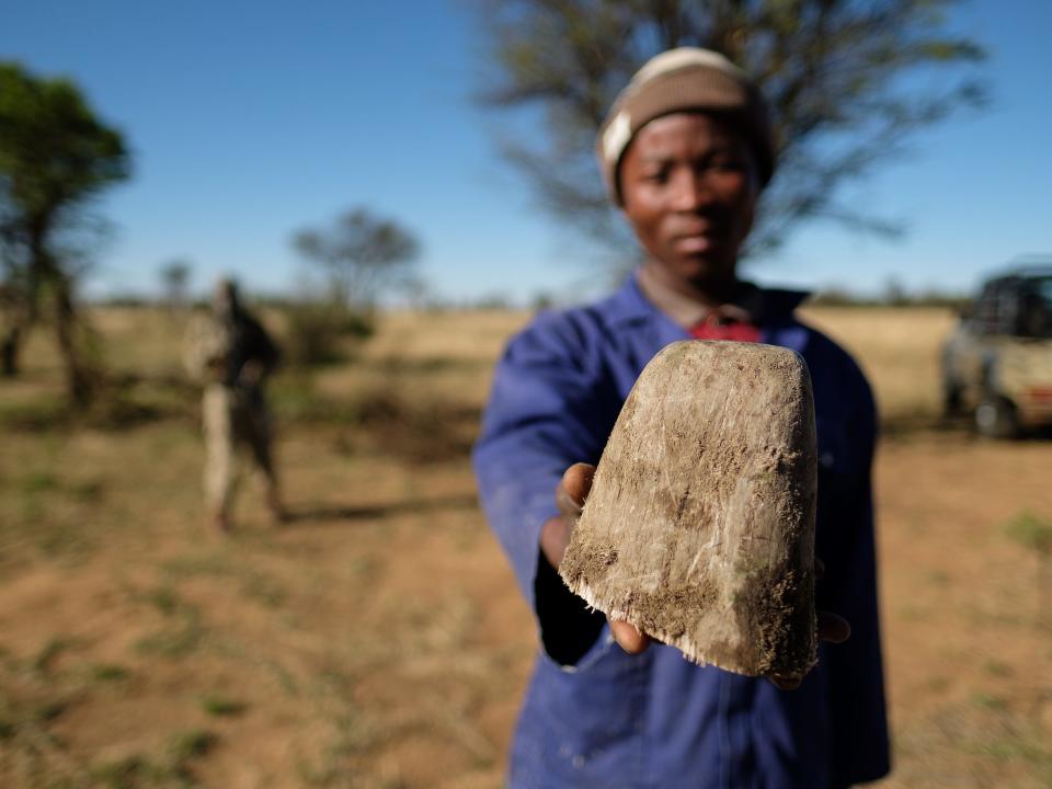 A man holds up the tip of a horn from a white rhino after it was removed during the trimming procedure at the ranch of rhino breeder John Hume.