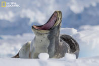 As we approach a leopard seal resting on an ice floe near Danco Island, Antarctica, he wakes up to remind us we are visitors to his world—a world where he sets his own rules. (Photo and caption Courtesy Kellie Netherwood / National Geographic Your Shot) <br> <br> <a href="http://ngm.nationalgeographic.com/your-shot/weekly-wrapper" rel="nofollow noopener" target="_blank" data-ylk="slk:Click here;elm:context_link;itc:0;sec:content-canvas" class="link ">Click here</a> for more photos from National Geographic Your Shot.