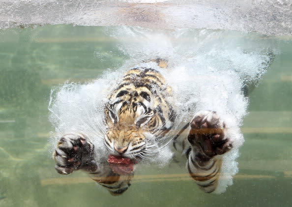 A Bengal Tiger named Akasha dives into the water after a piece of meat at Six Flags Discovery Kingdom on June 20, 2012 in Vallejo, California. On the first day of summer, temperatures in the San Francisco Bay Area ranged from the mid seventies by the coast to mid nineties inland. (Photo by Justin Sullivan/Getty Images)