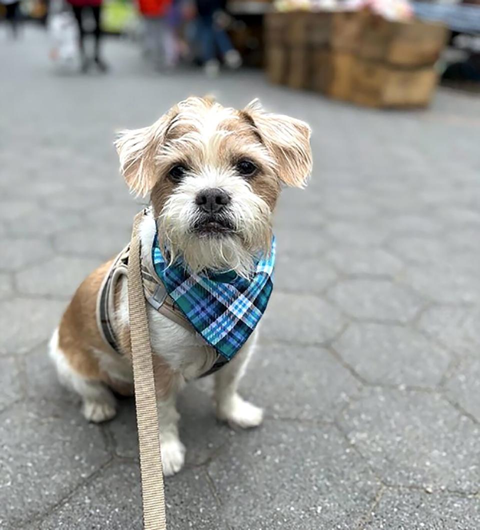 ratshi in blue plaid bandana