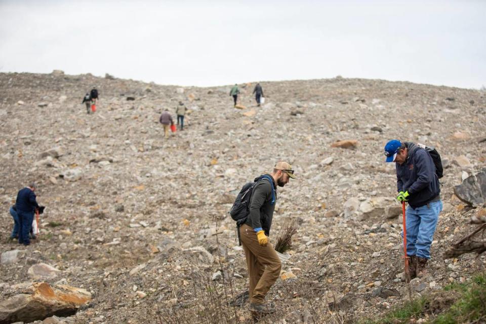 Volunteers and officials with the Nature Conservancy, Green Forests Work and Beam Suntory work on a former coal strip mining site to plant seedling trees outside Middlesboro, Ky., Tuesday, March 28, 2022.