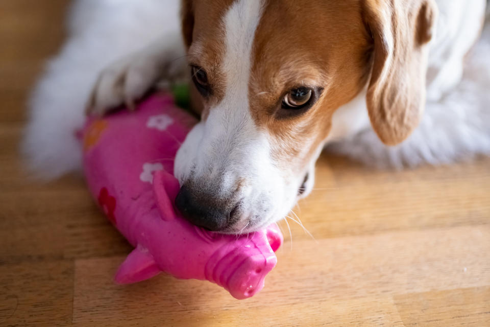 Dog holding a squeaky toy in its mouth