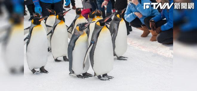 旭山動物園看可愛企鵝遊行。（圖／shutterstock.com）