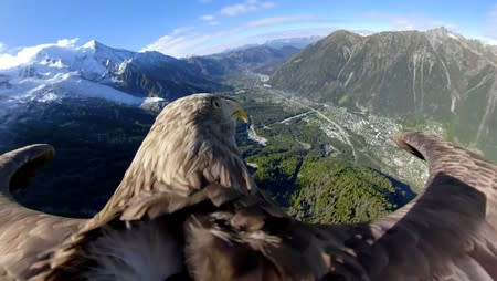 Victor a nine year old white-tailed eagle equipped with a 360 camera flies over glaciers and mountains in Chamonix