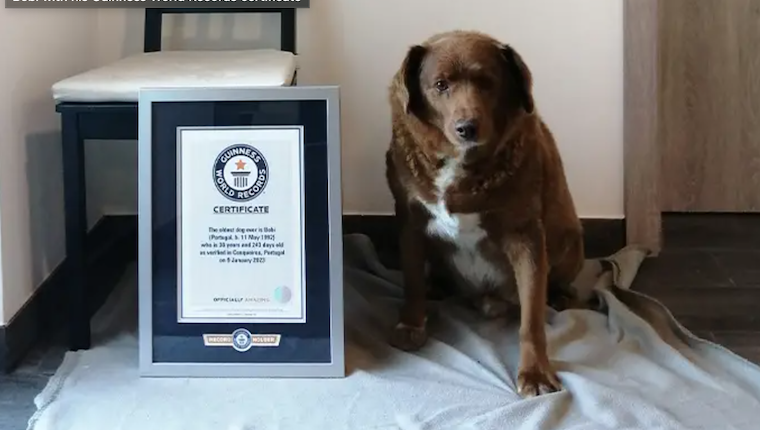 A 30-Year-Old Dog From Portugal Breaks Record for World’s Oldest Dog