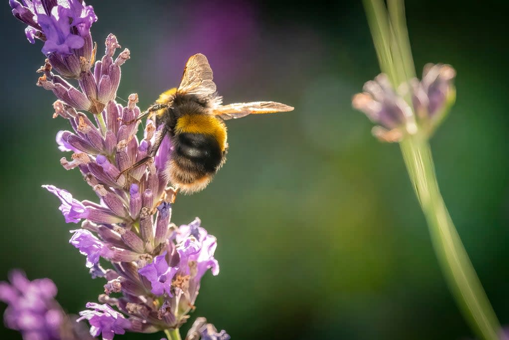 This isn’t the first time bees have been put to the mathematical test (Getty Images/iStockphoto)