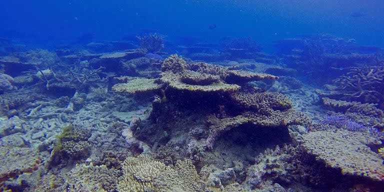 Por el calentamiento, la Gran Barrera de Coral perdió más de la mitad de sus corales desde 1995