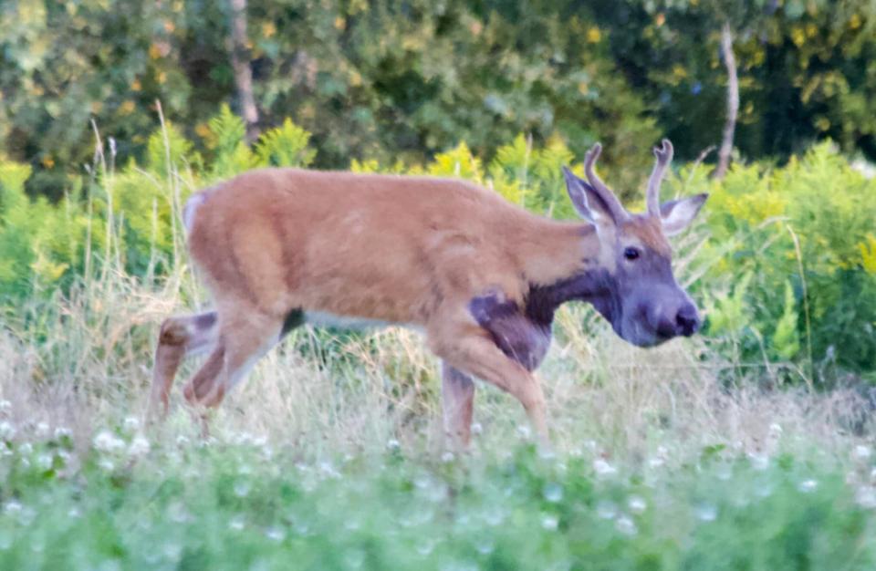 purple stained bullwinkle deer maine