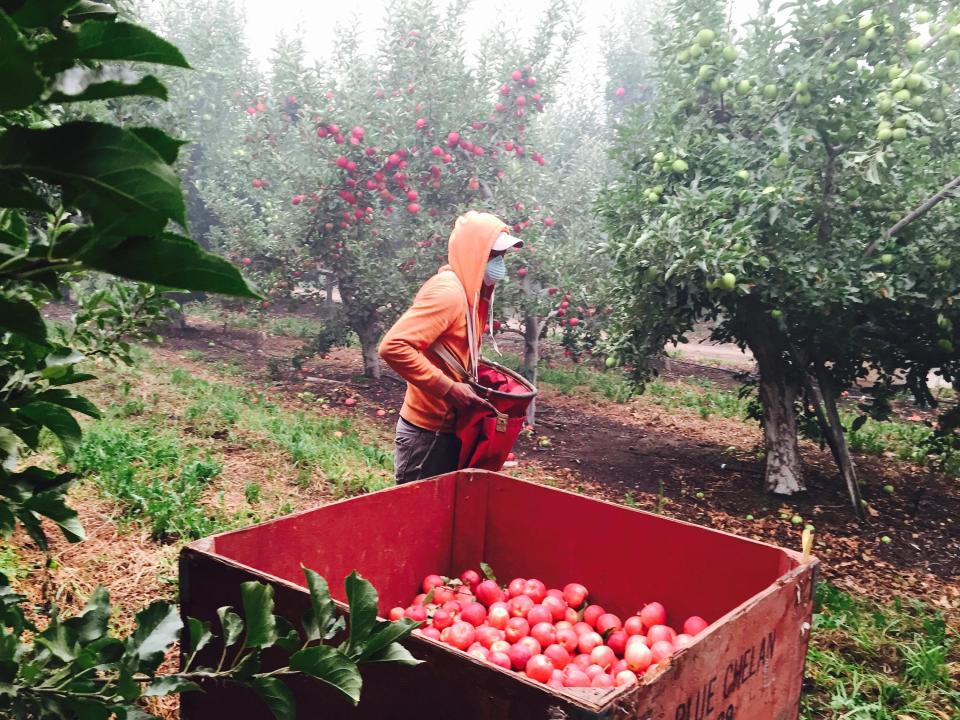 A farmworker picks apples at Gebbers Farms west of Okanogan, Wash.