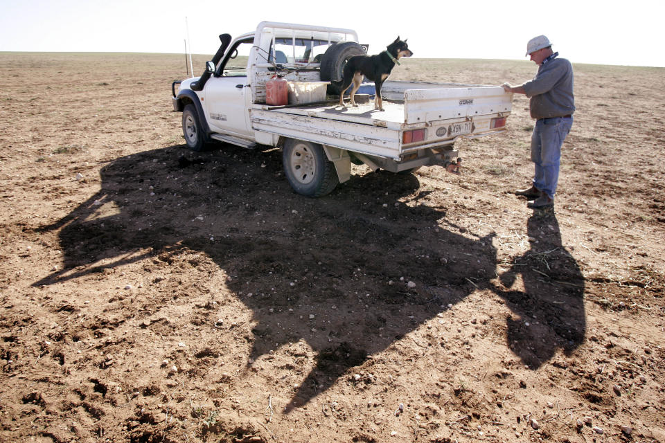 FILE - In this June 12, 2008, file photo, farmer Glen Phillips closes the tailgate on his truck after hand feeding cattle on his farm near Poochera, 640 kilometers (400 miles) west of Adelaide, Australia. Australia on Thursday, Oct. 28, 2021, ruled out promising to cut methane emissions by 30% by the end of the decade in a stance that will add to criticisms that the country is a laggard in addressing climate change. (AP Photo/Rick Rycroft, File)