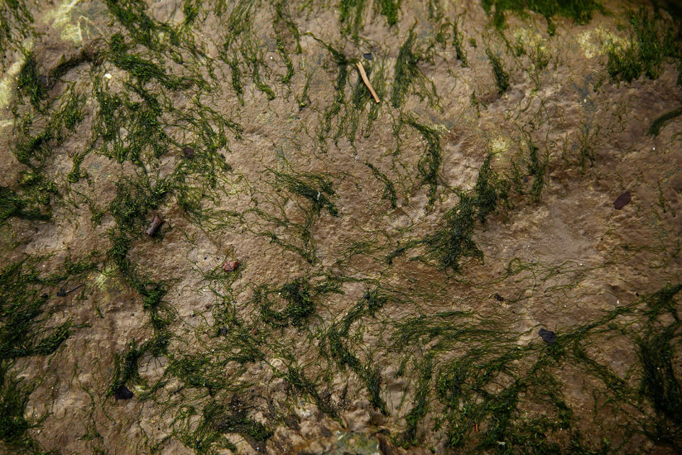 <p>Seaweed is seen on the bank of the River Thames during low tide in London, Britain on Jan. 23, 2017. (Photo: Stefan Wermuth/Reuters) </p>