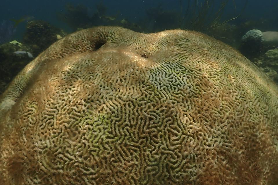 Esta imagen proporcionada por la Oficina Nacional de Administración Oceánica y Atmosférica muestra un coral muerto frente a la costa de Islamorada, Florida, el 23 de julio de 2023. (Andrew Ibarra/NOAA vía AP)