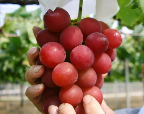 <p>Sie sehen ein bisschen aus wie gewöhnliche Kirschtomaten, doch gewöhnlich ist bei den japanischen „Ruby Roman“-Trauben nichts. Unfassbare 14.600 Dollar bezahlte kürzlich ein Bieter bei einer Auktion für 30 “Ruby Romans” – das macht mehr als 480 Dollar (!) pro Traube. Dies berichtet die “The Japan Times”. „Ich fühle mich sehr geehrt“, verkündet der Gewinner des Bieterstreits, Takamaru Konishi. (Bild: AFP/Jiji Press) </p>