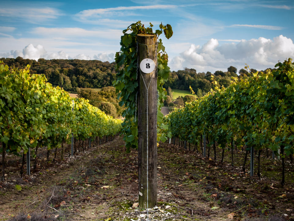 Hambledon Vineyard does chocolate and wine pairingsHambledon Vineyard