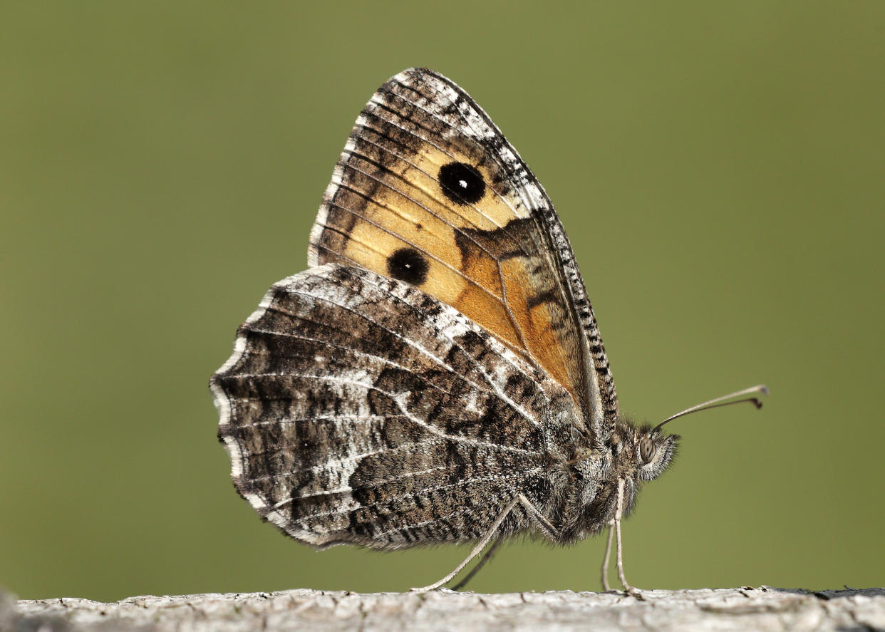 Grayling butterfly with wings closed