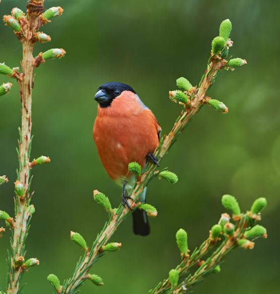 Bullfinches are on the RSPB’s amber conservation list (iStock)